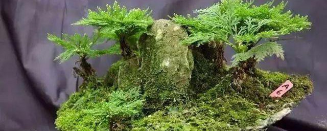 九死还魂草盆景养殖方法介绍(九死还魂草盆景)