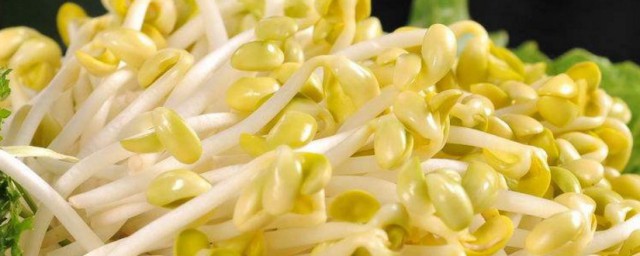 如何用塑料瓶生豆芽(怎样用饮料瓶生豆芽)