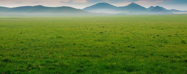 拉菲草和纸草的区别有哪些(拉菲纸草和拉菲棉草哪个好)