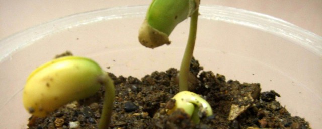 黄豆的生长过程描述(黄豆的生长过程简单介绍)