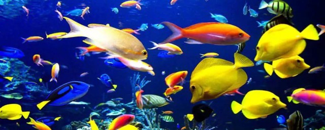 碟鱼简单介绍(碟鱼做法有哪几种)