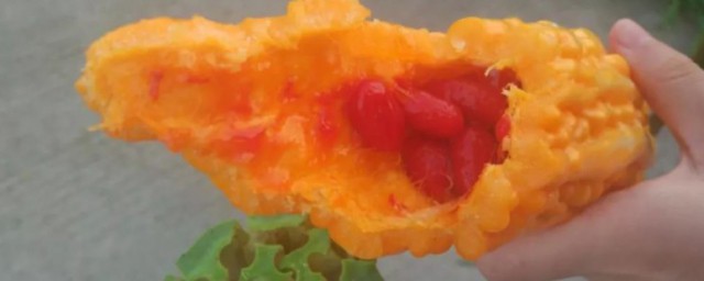 金莲子简单介绍(金莲子图片大全)