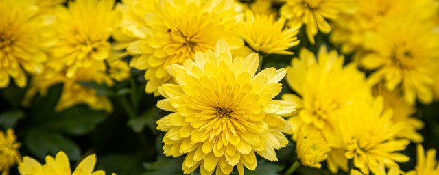 菊花是什么意思(做梦梦到自己被爆菊花是什么意思)