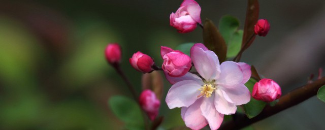 海棠花简单介绍(海棠花种类图片介绍)