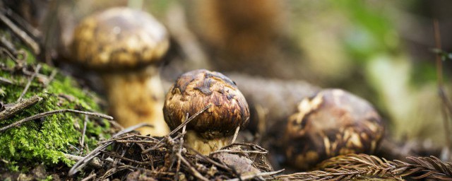 为什么松茸不可以用刀切(松茸需要切吗)