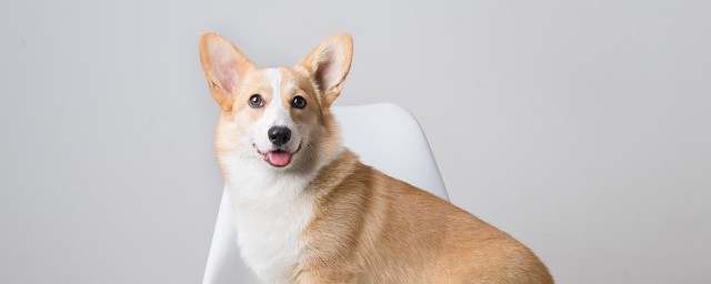 带狗牙应该注意哪些(佩戴狗牙好吗)