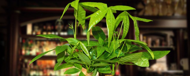 发财树怎么养护呢(发财树怎么养护的小技巧)