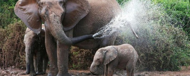 大象为什么用鼻子吸水不会被呛到(大象直接用鼻子吸水不会被呛到)