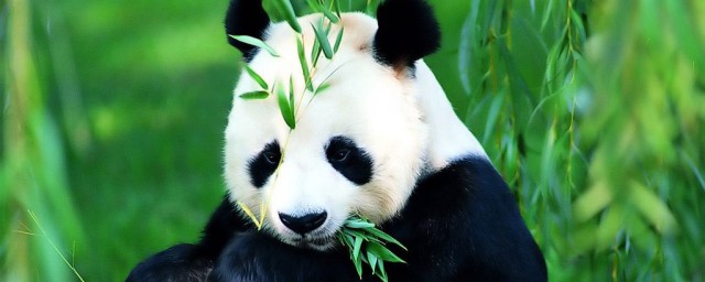 为什么大熊猫被称为国宝(为什么大熊猫被称为国宝60个字)