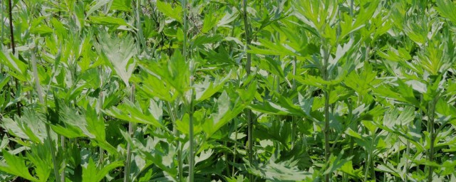 艾叶为什么要在端午节摘(艾叶在端午节时是用来干什么的)