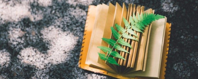 小荷才露尖尖角的出处(小荷才露尖尖角中的露)