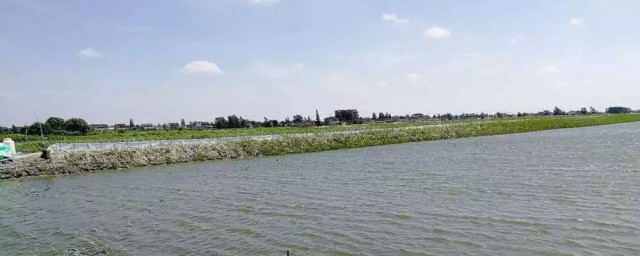 养虾需要的条件(家庭养虾需要什么条件和技术)