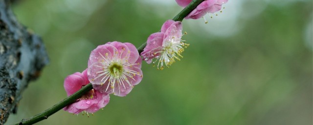 遥知不是雪为有暗香来出处介绍(遥知不是雪为有暗香而来)