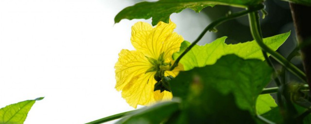 丝瓜花介绍(丝瓜花长啥样)