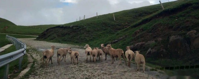 杂色羊告诉我们什么道理(克雷洛夫寓言中的杂色羊告诉我们什么道理)