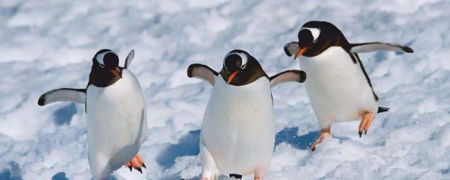 北极没有企鹅的原因(北极没有企鹅的原因是答案)