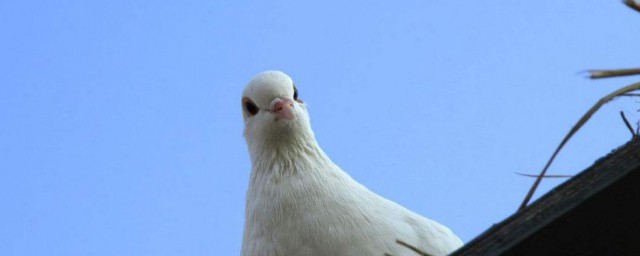 鸽子能找到回家的路原因(信鸽为什么能找到回家的路?)