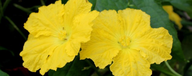 丝瓜花的功效与作用及禁忌简单介绍(请问丝瓜花的功效)