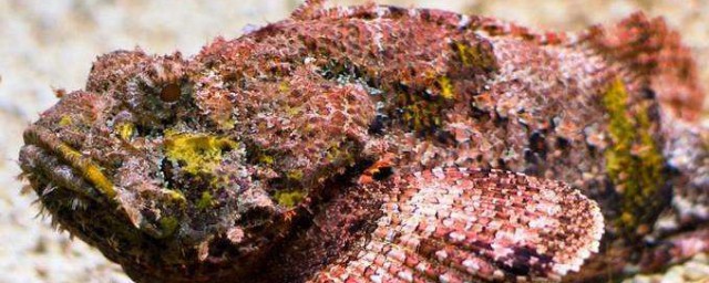 石头鱼简单介绍(关于石头鱼的资料)