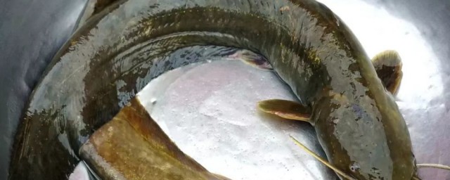 埃及鱼和鲶鱼区别有哪些(埃及鲶鱼与本土鲶鱼有何区别?)