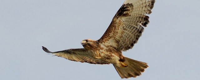 鵟字理解(奵字的解析)