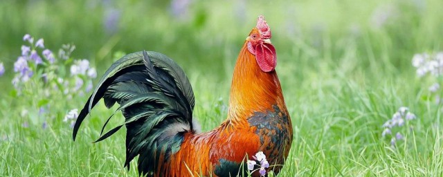 关于鸡软骨的位置介绍(鸡软骨的成分)