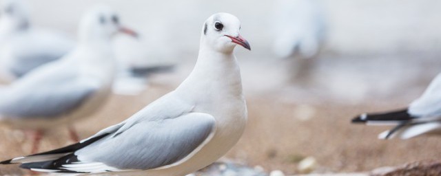 鸽子是和平的象征的原因(鸽子是和平的普遍象征)