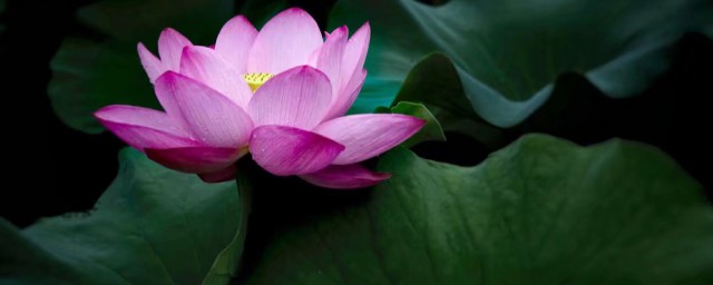 玉雪窍玲珑纷披绿映红原文介绍(玉雪窍玲珑纷披绿映红写的是啥)