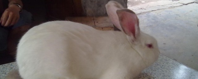 兔子怀孕要多久(兔子怀孕要多久才会生)