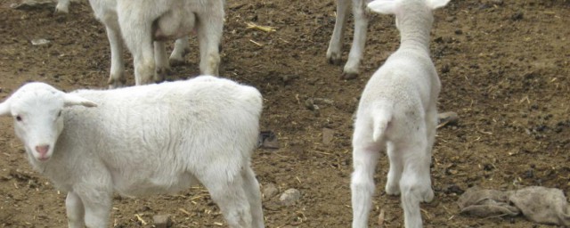 养羊的禁忌有如些(养羊注意什么最注意的是什么)