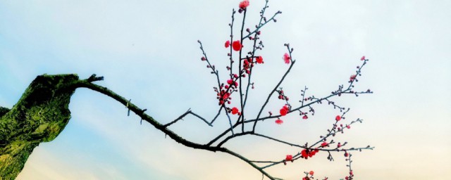 年年岁岁花相似岁岁年年人不同什么意思(年年岁岁花相似年年岁岁人不同的意思)