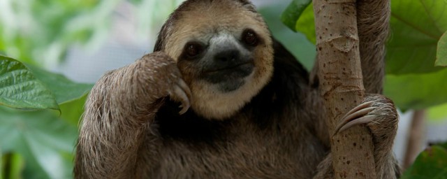 树懒介绍(树懒介绍50字)