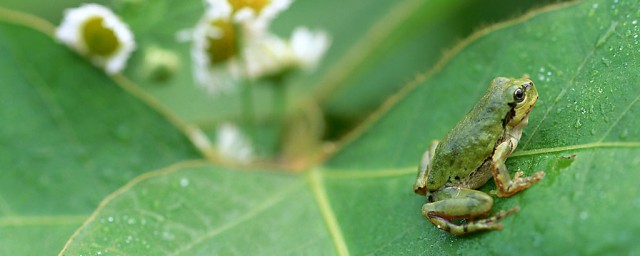 青蛙为什么老是晚上叫(青蛙每天晚上都会叫吗)
