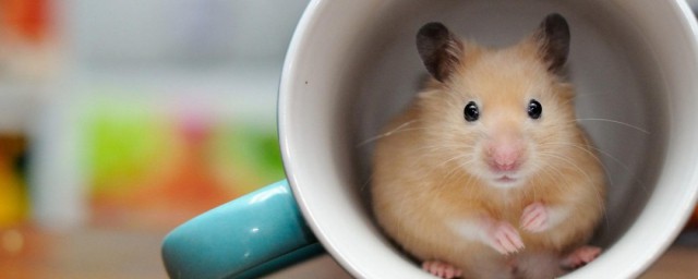 蹊田夺牛谜底(蹊田夺牛猜生肖)