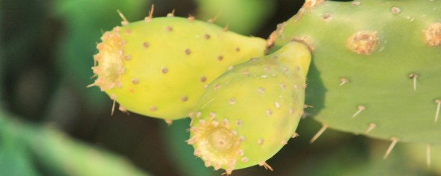 仙人掌果介绍(仙人掌果实种类)