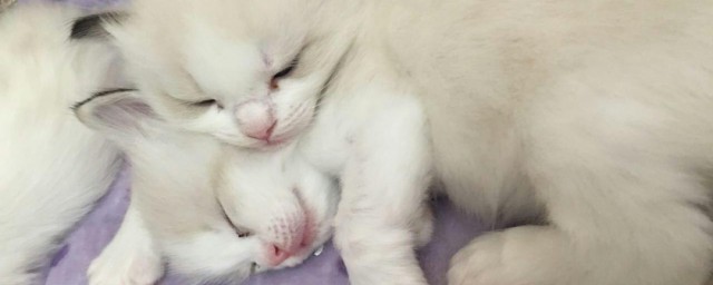 猫走路没声音原因(猫走路没有声音)