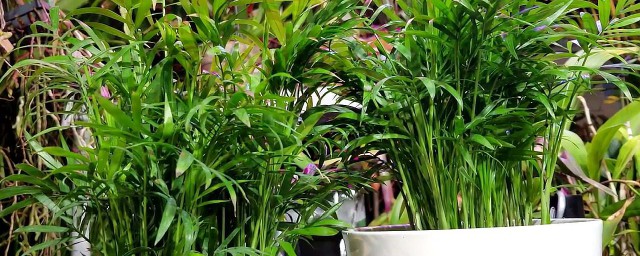 关于袖珍椰子风水禁忌(袖珍椰子树的风水)