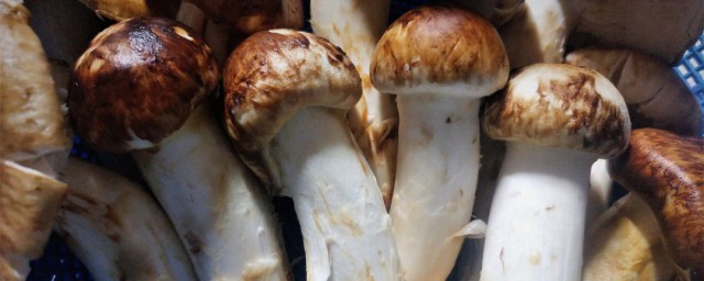 挑选松茸方法(如何挑选优质的干松茸)