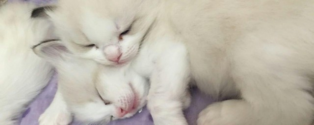 猫一年生多少次(猫一年生几次?)