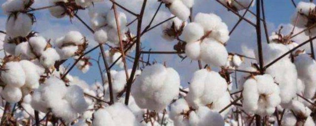 关于棉花去籽的方法(棉花籽怎么处理干净)