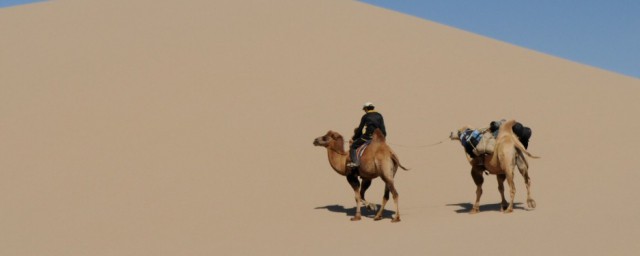 骆驼能在沙漠中行走原因(骆驼为什么可以在沙漠中行走)