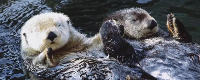 獭的读音(树懒和树獭的读音)