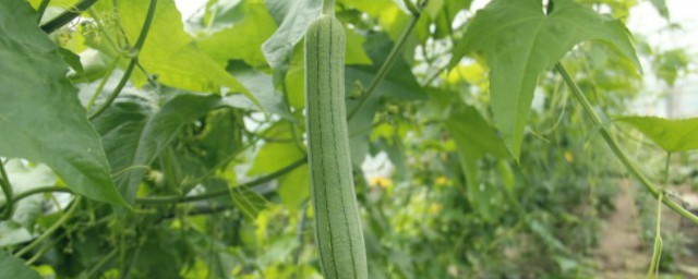 丝瓜氧化的现象(丝瓜削皮后会氧化吗)