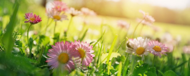 春天去哪儿玩好(春天去哪个地方玩)