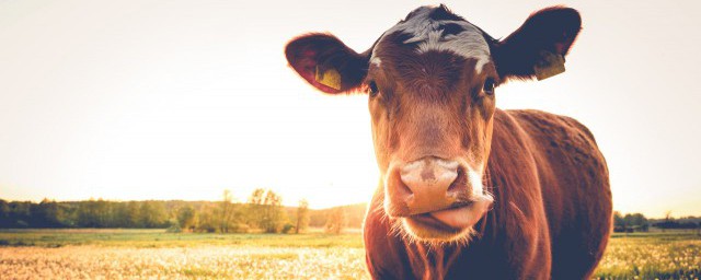 动物的分类有哪几大类(动物主要分为哪几类)