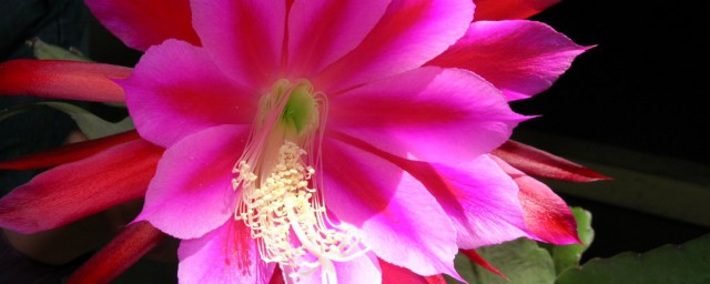 令箭荷花不开花怎么办呢(令箭荷花不生长怎么办)