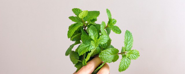 能不能用薄荷驱蚊(薄荷可以驱蚊不)