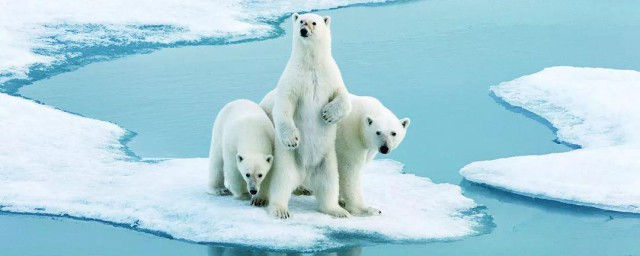 南极比北极冷的原因(南极比北极冷的原因有哪些)