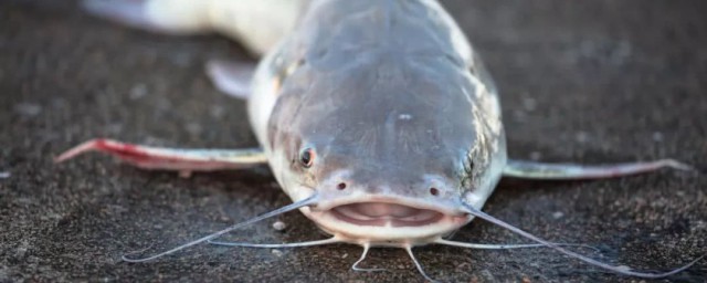 白色鲶鱼能吃吗(白化鲶鱼可以吃吗)