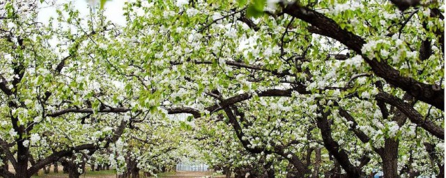 关于驿路梨花标题的含义和作用(驿路梨花标题的理解)